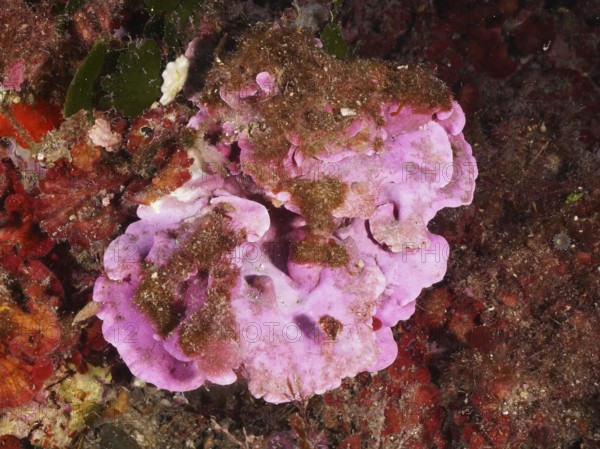 Pink spread stone leaf (Mesophyllum expansum) with clusters of brown algae on a colorful seabed in