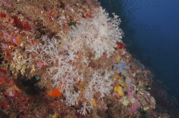 White, filigree grape-shaped tree polyp (Eudendrium racemosum), hydrozoe, on colorful seabed under