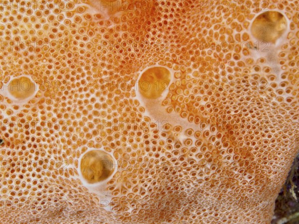 Close-up of Mediterranean sea strawberry (Aplidium elegans), sea silk, with round pattern in the
