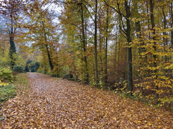 Path completely covered with leaves Footpath through forest Wittringer Wald recreation area in