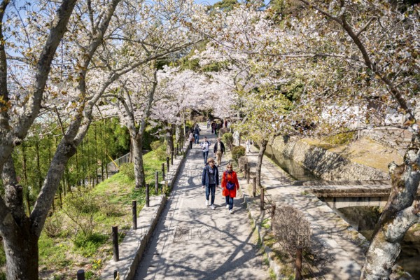 Footpath along a canal, cherry blossoms in spring, Philosopher's Path or Tetsugaku no michi, Kyoto,