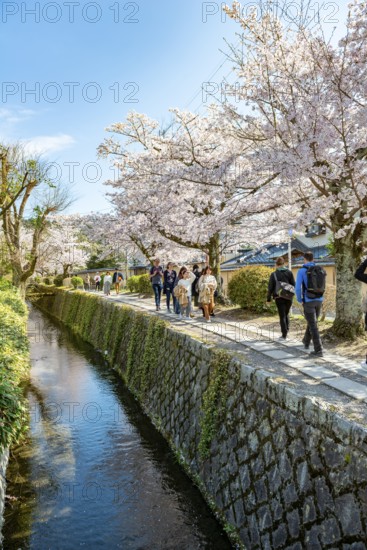 Footpath along a canal, cherry blossoms in spring, Philosopher's Path or Tetsugaku no michi, Kyoto,