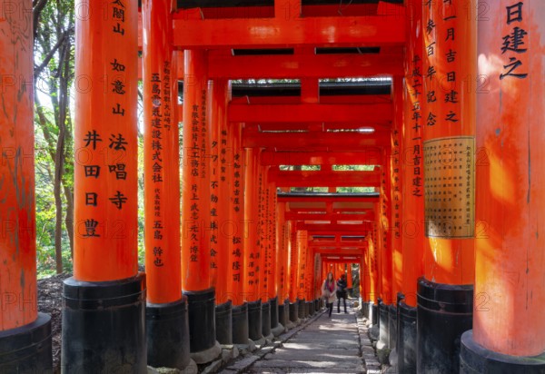 Walk through hundreds of red traditional torii gates, Fushimi Inari Taisha, Shinto Shrine, Fushimi