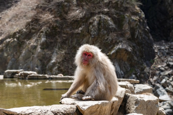 Japanese macaque (Macaca fuscata) sitting on rocks near water, Yamanouchi, Nagano Prefecture,