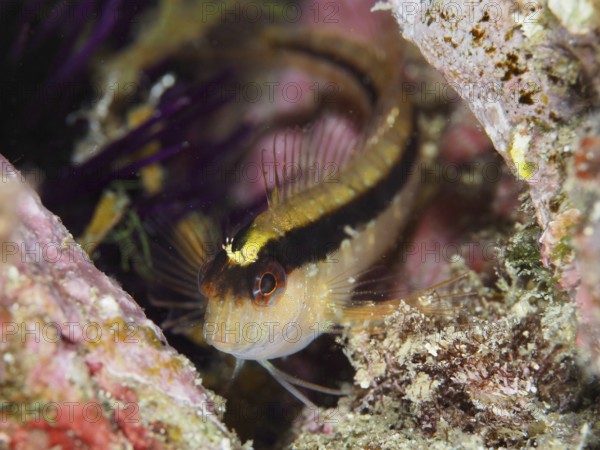 A detailed image of a small fish, longstriped hagfish (Parablennius rouxi), hidden among the