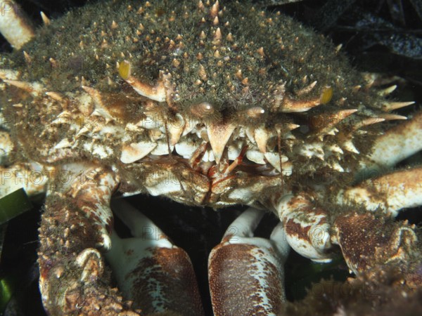 Close-up of a spiky crab with an impressive shell structure, large spider crab (Maja squinado) .