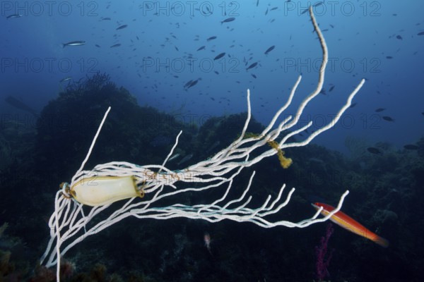 Egg capsule of large spotted cat shark (Scyliorhinus stellaris) attached to white gorgony
