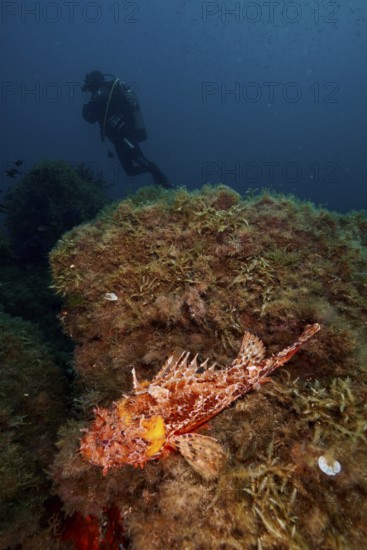 A diver approaches a scorpionfish, Great Red Dragon Head (Scorpaena scrofa), on a rock covered with