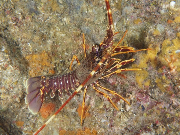 Side view of European crawfish (Palinurus elephas) with striking colors in the Mediterranean near