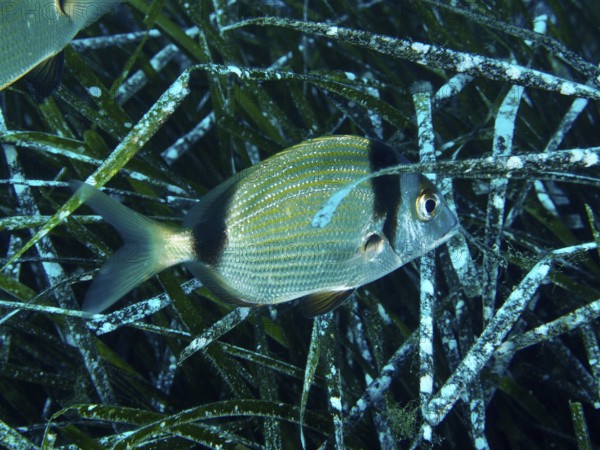 A single two-banded bream (Diplodus vulgaris) swims between Neptune's grass (Posidonia oceanica) in