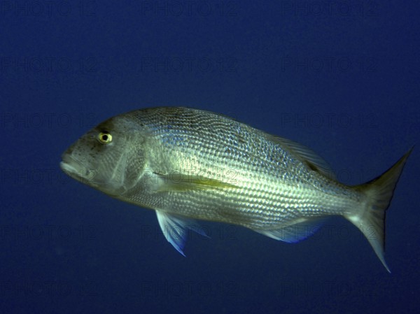 A single fish, toothbream (Dentex dentex), swims in deep blue water in the Mediterranean near