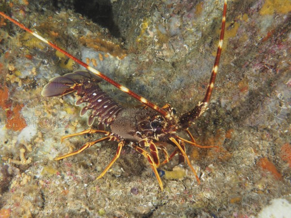 Detailed view of European crawfish (Palinurus elephas) in the Mediterranean near Hyères, Giens
