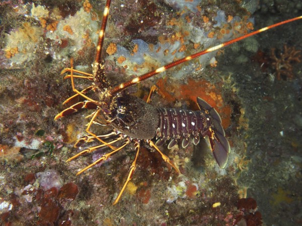 Underwater view of European crawfish (Palinurus elephas) on a colorful seabed in the Mediterranean