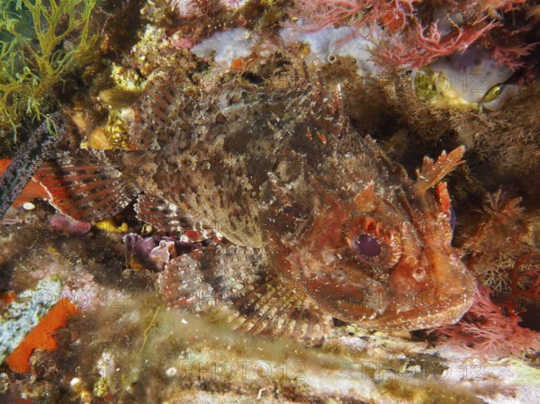 Brown dragon head (Scorpaena porcus) in reddish brown tones between seaweed under water in the