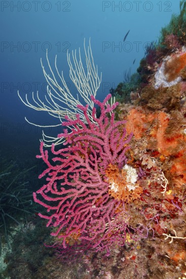 Colourful corals, colour-changing gorgonia (Paramuricea clavata) and white gorgonia (Eunicella