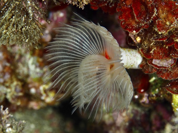 A smooth calcareous tubular worm (Protula tubularia) with spread tentacles in a lively reef in the