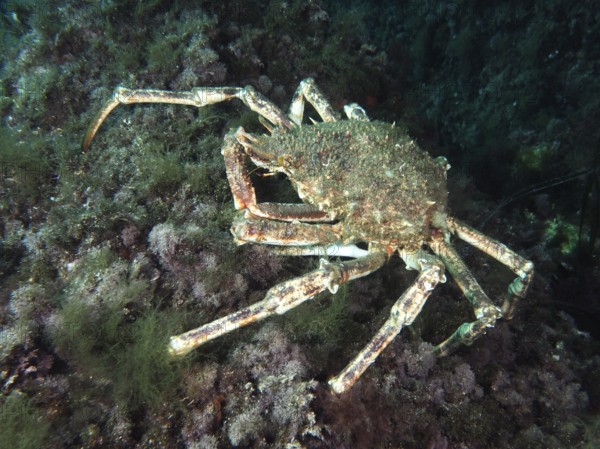 A large crab, spider crab (Maja squinado), moves among algae along a reef in the Mediterranean near