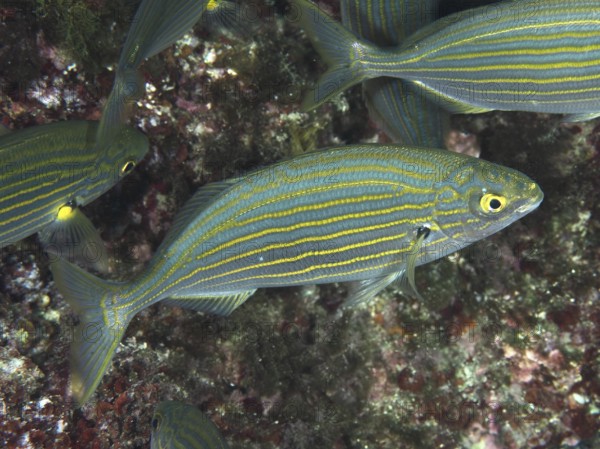 Fish with distinctive stripes, gold stripes (Sarpa salpa), swim elegantly through the Mediterranean