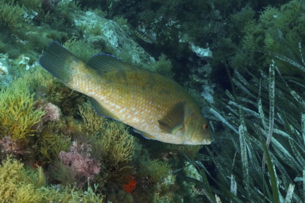 Spotted wrapfish (Labrus bergylta) swims next to rocks and various underwater plants in the