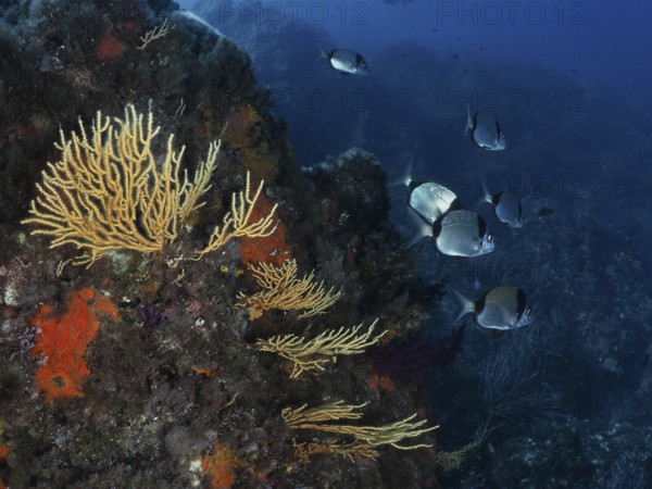 Underwater landscape with yellow gorgonians (Eunicella cavolinii) and two-tailed bream (Diplodus