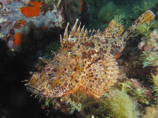 A detailed scorpionfish, Great Red Dragonhead (Scorpaena scrofa), camouflages itself among colorful