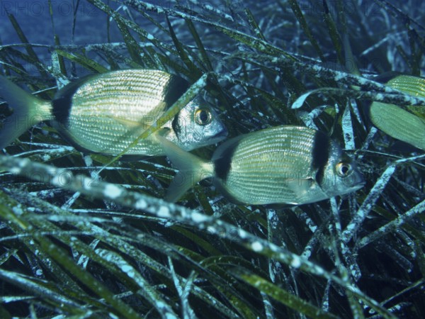 Two two-banded breams (Diplodus vulgaris) hide in Neptune grass (Posidonia oceanica) in the