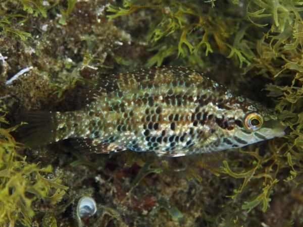 Five-legged wrapfish (Symphodus roissali) with patterned brown and green scales between algae in