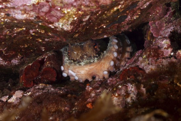 Octopus, common octopus (Octopus vulgaris) with visible tentacles hides between rocks in the
