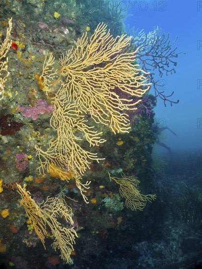 Yellow gorgonias (Eunicella cavolinii) grow on a rock in a blue underwater space in the