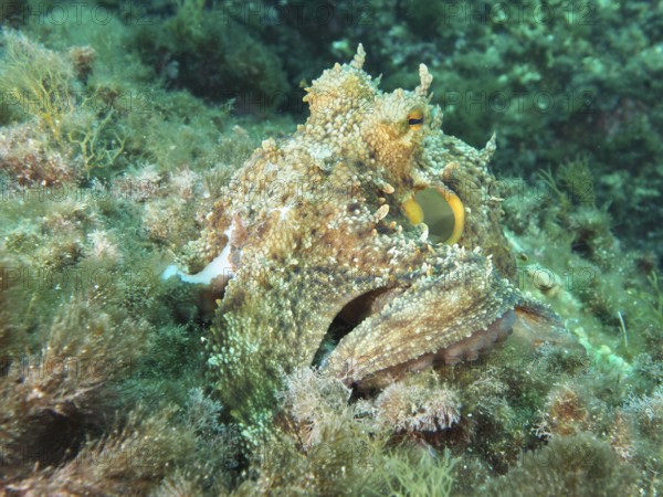Camouflaged octopus, common octopus (Octopus vulgaris) among algae on the seabed in the