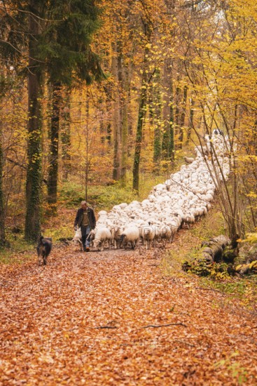 Flock of sheep moving through colorful autumn forest, accompanied by a shepherd and dog, Gechingen,