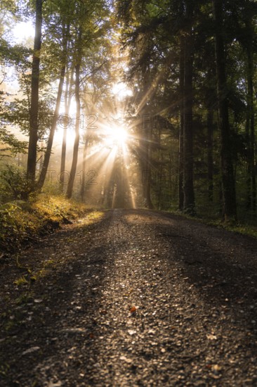 A forest trail in morning light with sunbeams breaking through the trees, Gechingen, Calw district,