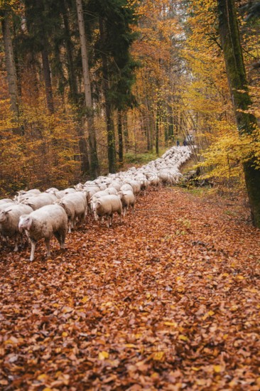 Sheep follow a path through the autumnal forest covered with leaves, Gechingen, Calw district,