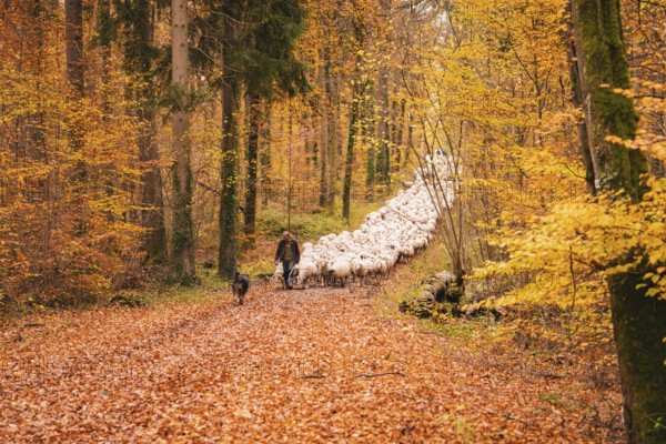 A guardian and dog accompany a flock of sheep through an autumn forest, Gechingen, Calw district,