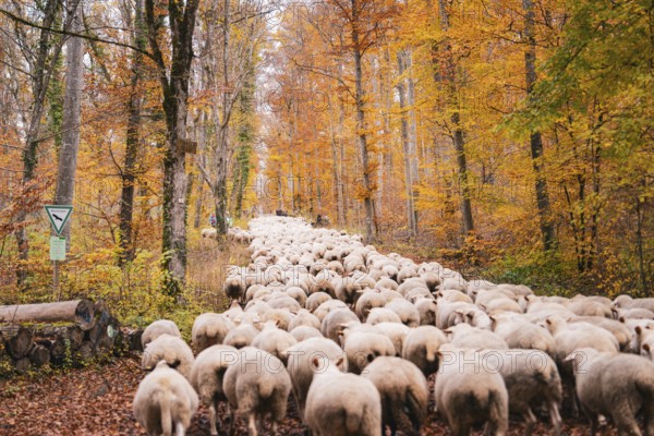 Flock of sheep wandering through autumnal forest with orange leaves on the ground, Gechingen, Calw