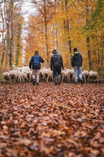 Three people accompany a flock of sheep on a leafy forest trail in autumn, Gechingen, Calw