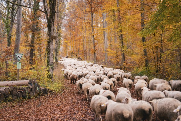 Flock of sheep wandering on a path covered by leaves through the autumn forest, Gechingen, Calw