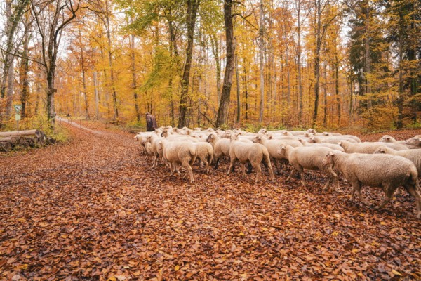 A flock of sheep wandering through an autumnal forest full of fallen leaves, Gechingen, Calw
