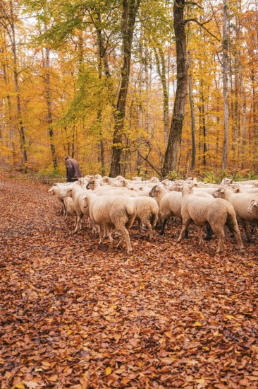 Sheep move through a path in autumn forest, accompanied by a guardian, Gechingen, Calw district,