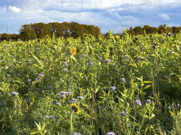 Field with bee-friendly flowers in autumn on sunny autumn day with sunflowers (Helianthus) in full