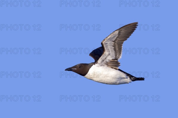 Thick-billed murre, Brünnich's guillemot (Uria lomvia lomvia) flying against blue sky in summer,
