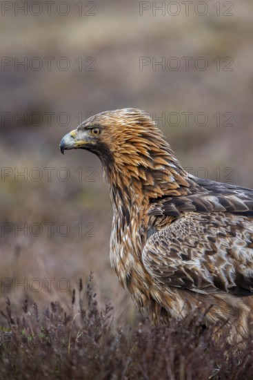 European golden eagle (Aquila chrysaetos chrysaetos) close-up portrait of adult in moorland,