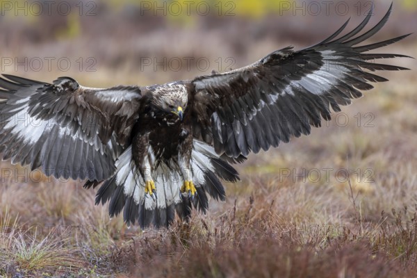 European golden eagle (Aquila chrysaetos chrysaetos) juvenile showing large talons in flight while