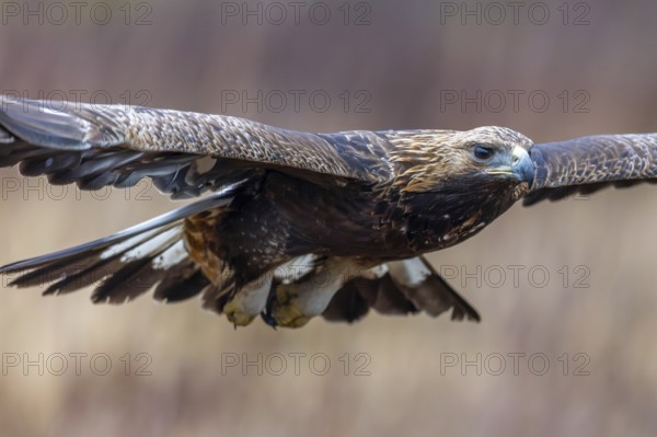 European golden eagle (Aquila chrysaetos chrysaetos) juvenile flying over moorland, heathland in