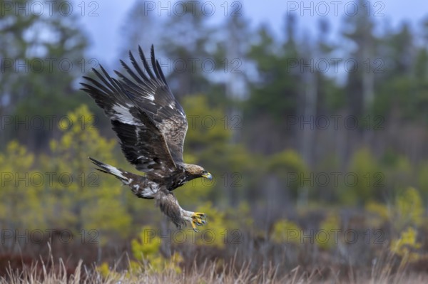 European golden eagle (Aquila chrysaetos chrysaetos) juvenile in flight, landing in moorland,