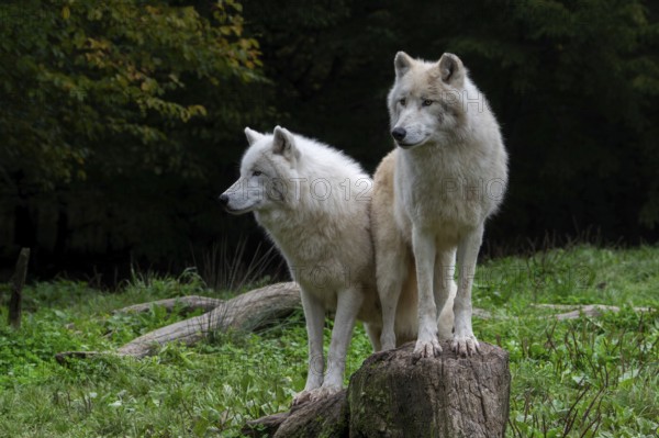 Two Arctic wolves, white wolves, polar wolves (Canis lupus arctos) in zoo, wolf species native to