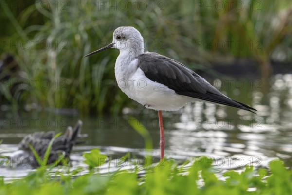 Black-winged stilt (Himantopus himantopus) resting on one leg in shallow water of pond at wetland
