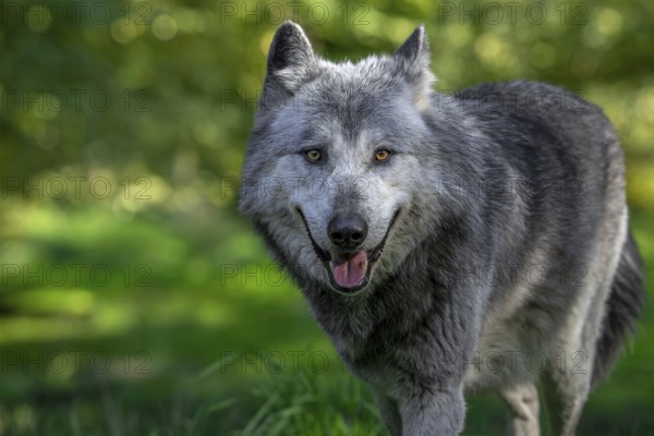 Close-up portrait of black and white Northwestern wolf, Mackenzie Valley wolf, Canadian, Alaskan