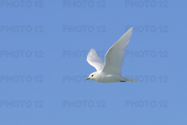 Ivory gull (Pagophila eburnea, Larus eburneus) flying against blue sky along the coast of Svalbard,