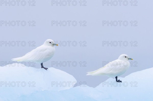 Two ivory gulls (Pagophila eburnea, Larus eburneus) resting on ice floe along the coast of